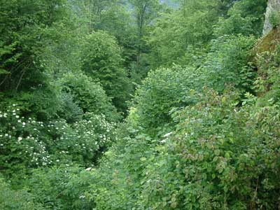 Burgruine Oberwesen