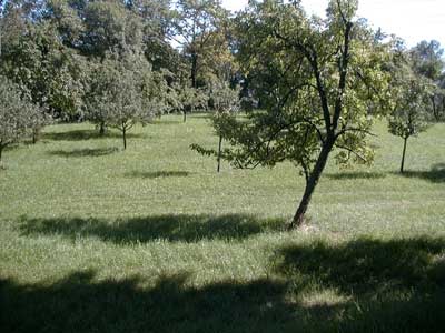 Ruine Wallsee