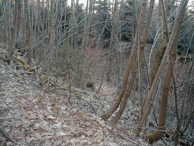 Ruine Wildeneck